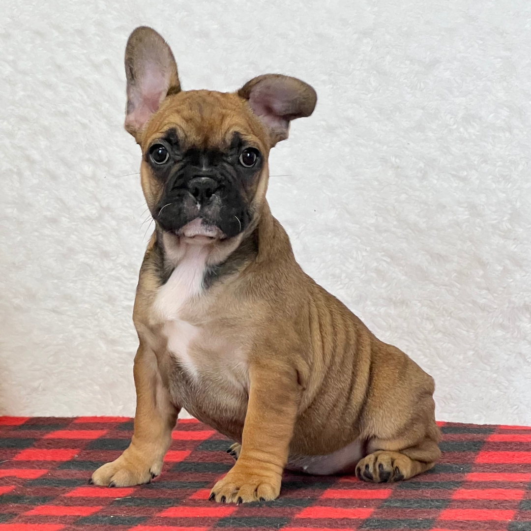 Delilah