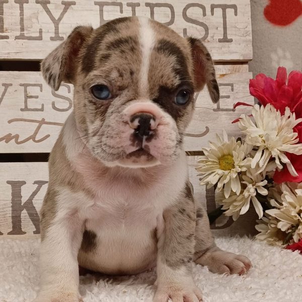 Lucy, French Bulldog