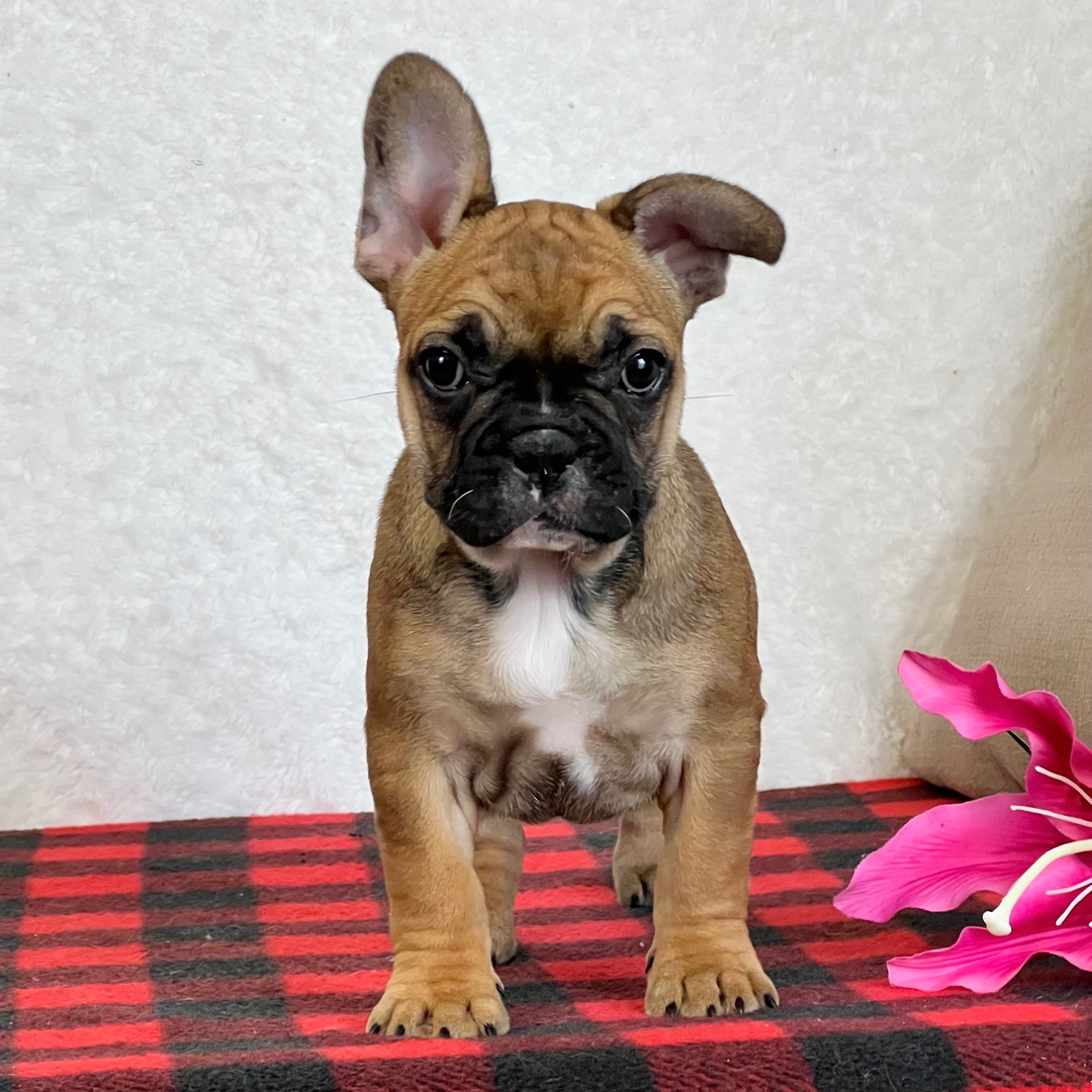 Delilah