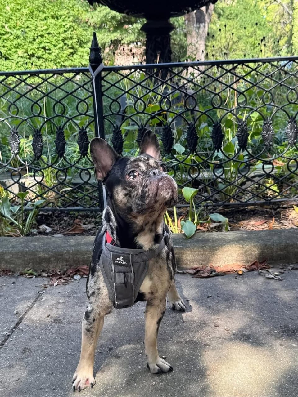 Koda