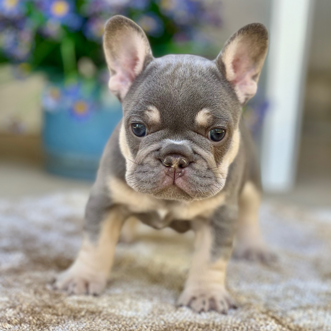 Luca