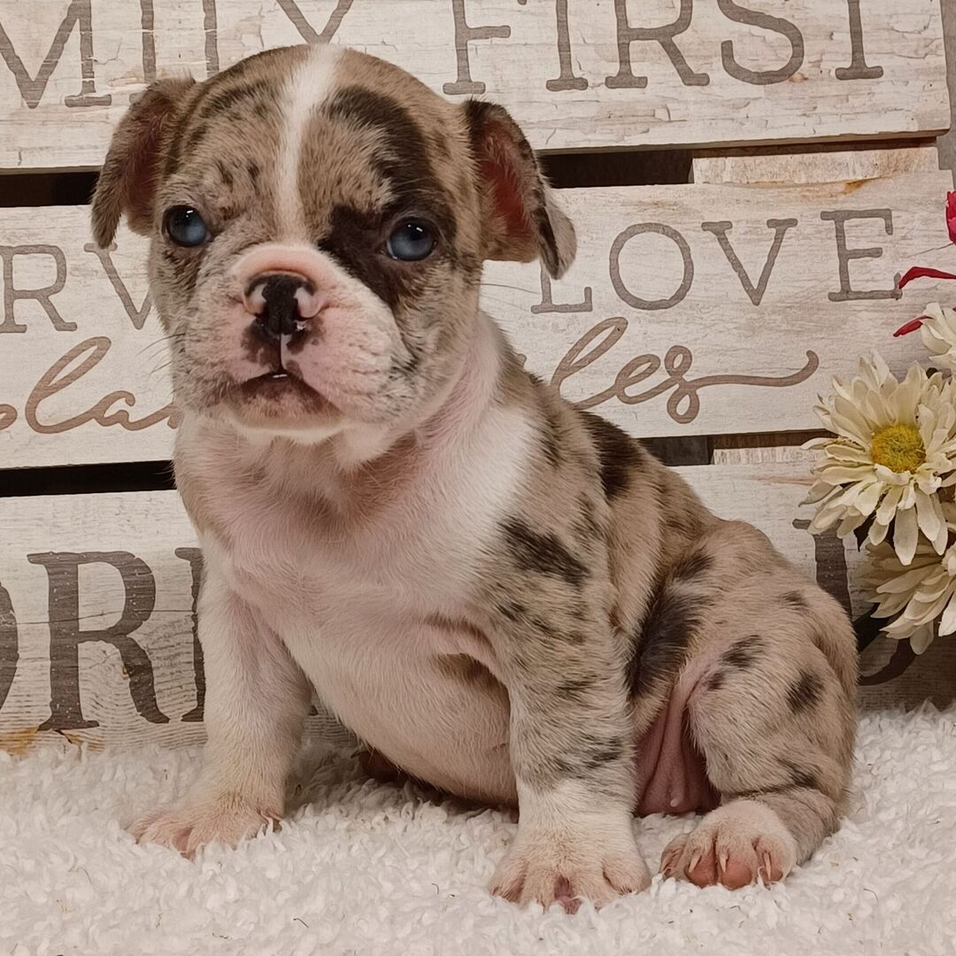 Lucy