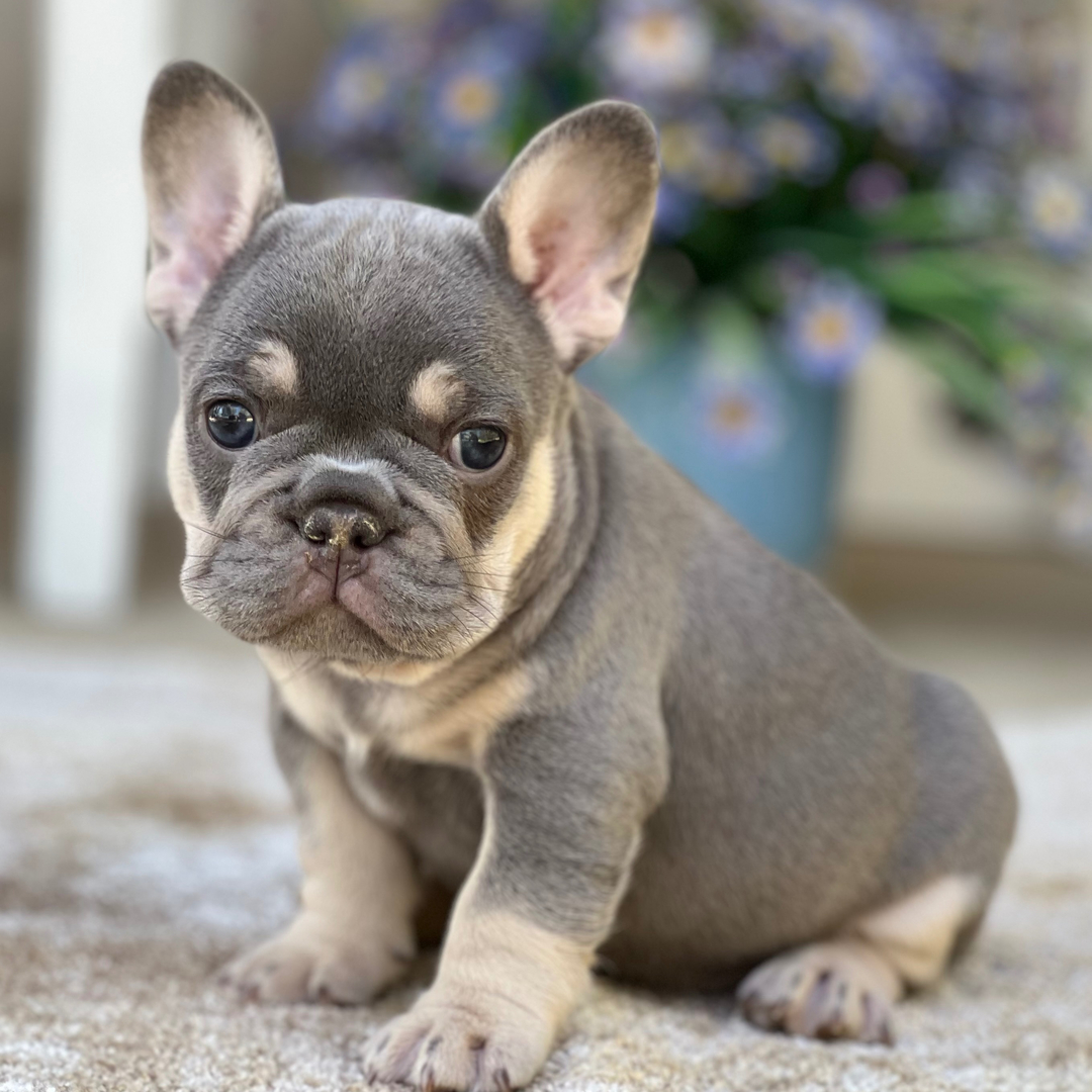 Luca